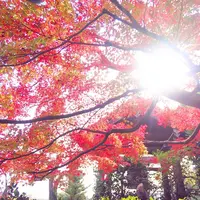 蓮華寺の写真・動画_image_241248