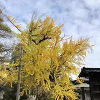 金刀比羅宮（こんぴらさん）の写真・動画_image_241329