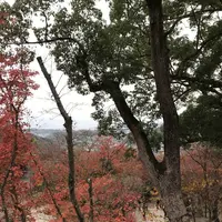 竈門神社の写真・動画_image_241776