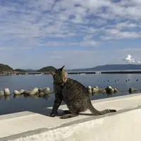 相島の写真・動画_image_241864