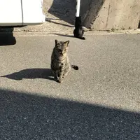 相島の写真・動画_image_241865