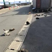 相島の写真・動画_image_241867