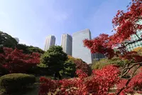 浜離宮恩賜庭園の写真・動画_image_241963
