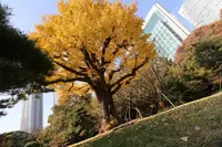 浜離宮恩賜庭園の写真・動画_image_241964