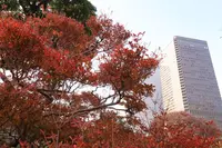 旧芝離宮恩賜庭園の写真・動画_image_241966