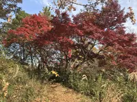 県立 三ツ池公園の写真・動画_image_242146