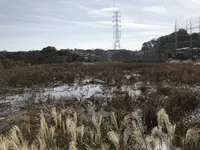 県立 三ツ池公園の写真・動画_image_242147