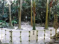 青島神社の写真・動画_image_242510