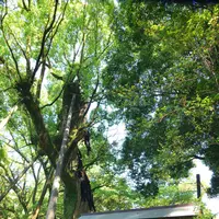 都萬神社の写真・動画_image_242556
