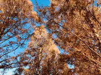 メタセコイア並木の写真・動画_image_242607