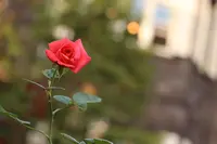 旧古河庭園の写真・動画_image_242685