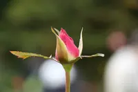 旧古河庭園の写真・動画_image_242687