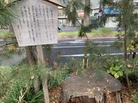 東海道松並木の写真・動画_image_243174