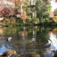 湧玉池の写真・動画_image_243254