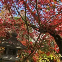 湧玉池の写真・動画_image_243255