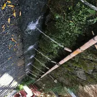 湧玉池の写真・動画_image_243257