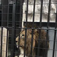 野毛山動物園の写真・動画_image_244029