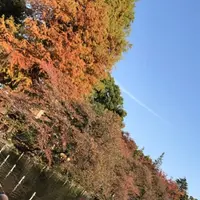 井の頭恩賜公園の写真・動画_image_244051