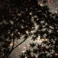 大田黒公園の写真・動画_image_244057