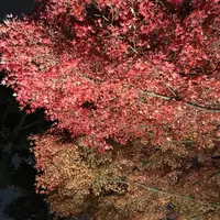 大田黒公園の写真・動画_image_244058