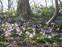 臥牛山（村上城跡）上り口の写真・動画_image_244358