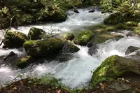 奥入瀬の写真・動画_image_244584