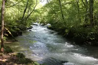 奥入瀬の写真・動画_image_244588