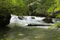 奥入瀬の写真・動画_image_244589