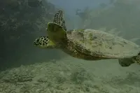 Sunshine Scubaの写真・動画_image_245094