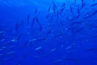 Sunshine Scubaの写真・動画_image_245095