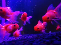 奈良金魚ミュージアムの写真・動画_image_245351