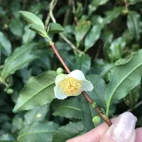嬉野大茶樹の写真・動画_image_246294