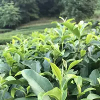嬉野大茶樹の写真・動画_image_246296