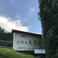 嬉野大茶樹の写真・動画_image_246297