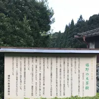 嬉野大茶樹の写真・動画_image_246298