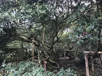 嬉野大茶樹の写真・動画_image_246299