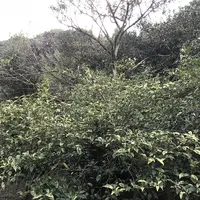 嬉野大茶樹の写真・動画_image_246300