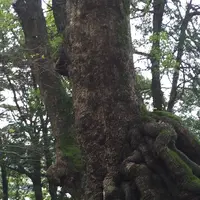 来宮神社 鳥居の写真・動画_image_246428