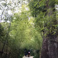 来宮神社 鳥居の写真・動画_image_246429
