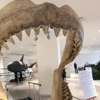 沖縄美ら海水族館の写真・動画_image_247125
