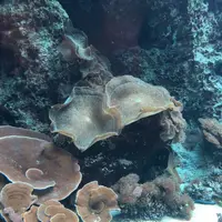 沖縄美ら海水族館の写真・動画_image_247126