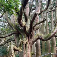 高森殿の杉の写真・動画_image_248138