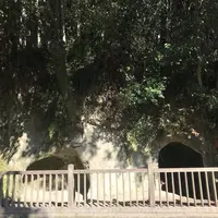 西郷洞窟の写真・動画_image_249321