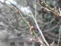 祇園神社の写真・動画_image_249529