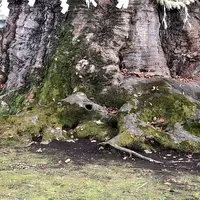 今宮神社の写真・動画_image_250019