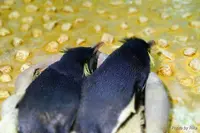 海遊館の写真・動画_image_250215