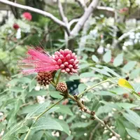 松江イングリッシュガーデンの写真・動画_image_250524