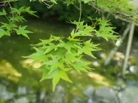 二尊院の写真・動画_image_251626