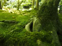祇王寺の写真・動画_image_251771