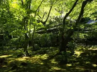 祇王寺の写真・動画_image_251772